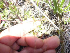 Leptosiphon androsaceus