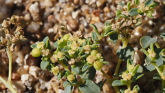 Euphorbia polycarpa