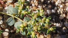 Euphorbia polycarpa