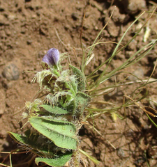 Blepharis transvaalensis