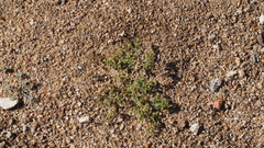 Euphorbia polycarpa