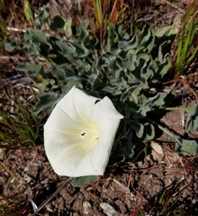 Calystegia subacaulis subacaulis
