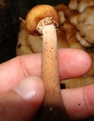 Armillaria limonea