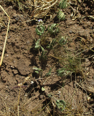 Blepharis transvaalensis