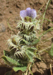 Blepharis transvaalensis