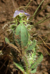 Blepharis transvaalensis