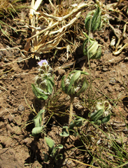 Blepharis transvaalensis