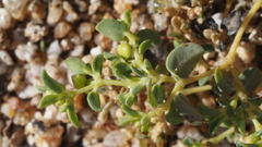 Euphorbia polycarpa