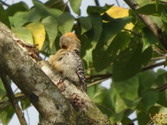Melanerpes rubricapillus