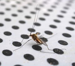 Leptotarsus vulpinus