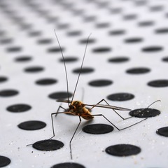 Leptotarsus vulpinus