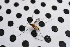 Leptotarsus vulpinus