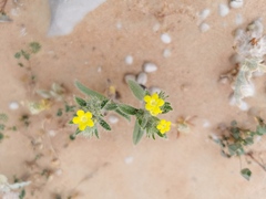 Arnebia hispidissima