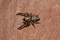 Opisthoncus abnormis