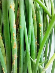 Puccinia allii