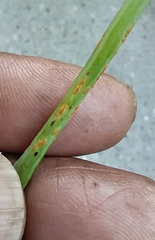 Puccinia allii