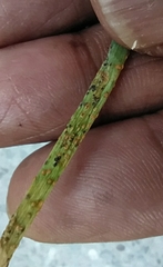 Puccinia allii