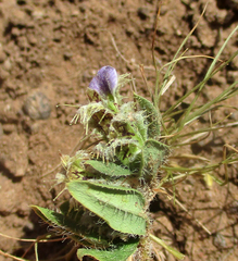 Blepharis transvaalensis