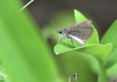 Aeromachus plumbeola