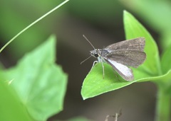 Aeromachus plumbeola