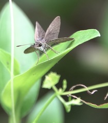 Aeromachus plumbeola