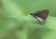 Aeromachus plumbeola