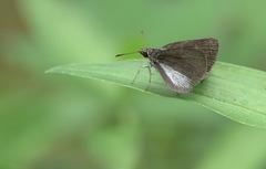 Aeromachus plumbeola