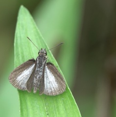 Aeromachus plumbeola