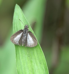 Aeromachus plumbeola