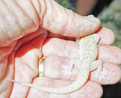 Hemidactylus persicus