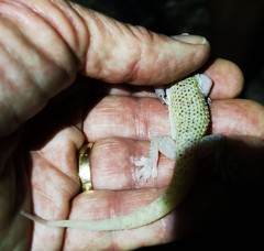 Hemidactylus persicus