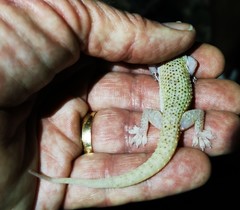 Hemidactylus persicus