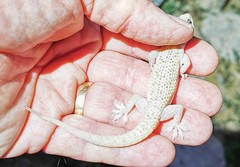 Hemidactylus persicus