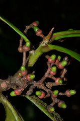 Ocotea rivularis