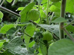 Physalis peruviana