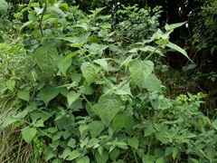 Physalis peruviana