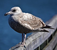Larus argentatus