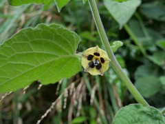 Physalis peruviana
