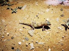 Stenodactylus leptocosymbotes