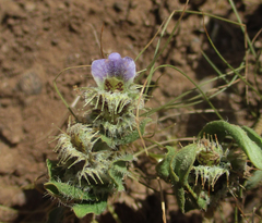 Blepharis transvaalensis