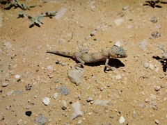 Stenodactylus leptocosymbotes