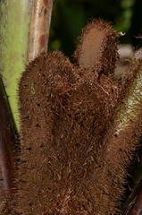 Alsophila firma