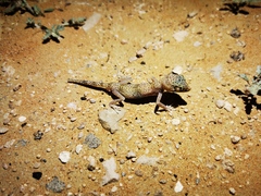 Stenodactylus leptocosymbotes