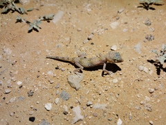 Stenodactylus leptocosymbotes