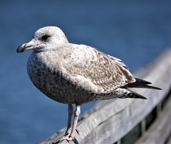 Larus argentatus