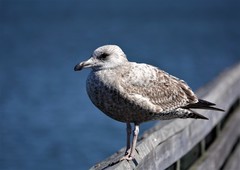 Larus argentatus