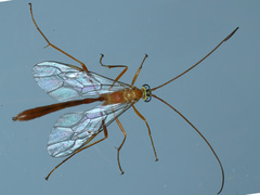 Enicospilus dubitator