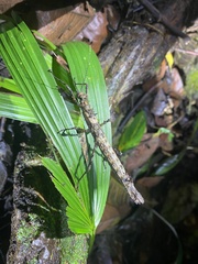 Creoxylus