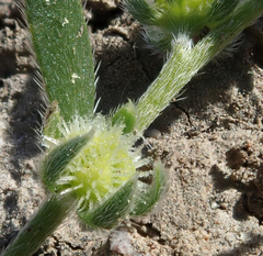 Plagiobothrys acanthocarpus