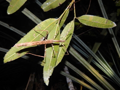 Diesbachia
